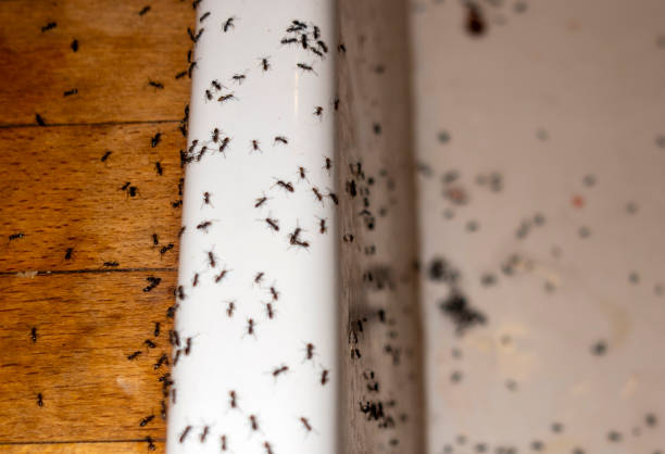 Best Affordable Pest Control Services  in Midway, FL